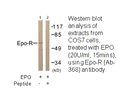 Product image for Epo-R (Ab-368) Antibody