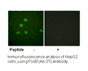Product image for FosB (Ab-27) Antibody