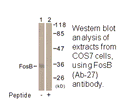 Product image for FosB (Ab-27) Antibody