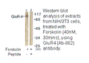 Product image for GluR4 (Ab-862) Antibody