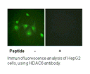Product image for HDAC6 (Ab-22) Antibody