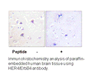 Product image for HER4 (Ab-1284) Antibody