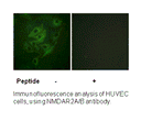 Product image for NMDAR2A/B (Ab-1246/1252) Antibody