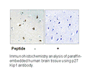 Product image for p27 Kip1 (Ab-157) Antibody