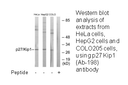 Product image for p27 Kip1 (Ab-198) Antibody