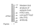 Product image for p57 Kip2 (Ab-310) Antibody