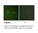 Product image for PPAR-&alpha; (Ab-21) Antibody