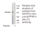 Product image for PPAR-&alpha; (Ab-21) Antibody