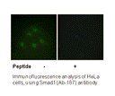 Product image for Smad1 (Ab-187) Antibody