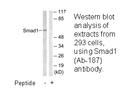Product image for Smad1 (Ab-187) Antibody
