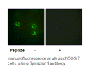 Product image for Synapsin1 (Ab-605) Antibody