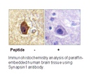 Product image for Synapsin1 (Ab-605) Antibody