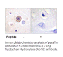 Product image for Tryptophan Hydroxylase (Ab-58) Antibody