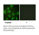 Product image for Tryptophan Hydroxylase (Ab-260) Antibody