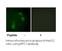 Product image for APC1 (Ab-688) Antibody
