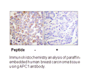 Product image for APC1 (Ab-688) Antibody