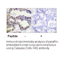 Product image for Caspase 2 (Ab-157) Antibody