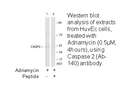 Product image for Caspase 2 (Ab-157) Antibody