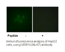 Product image for GRB10 (Ab-67) Antibody