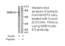 Product image for GRB10 (Ab-67) Antibody