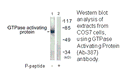 Product image for GTPase Activating Protein (Ab-387) Antibody