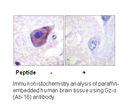 Product image for Gz-&alpha; (Ab-16) Antibody
