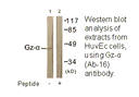 Product image for Gz-&alpha; (Ab-16) Antibody