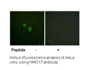 Product image for HMG17 (Ab-29) Antibody