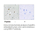 Product image for HMG17 (Ab-29) Antibody