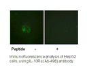 Product image for IL-10R&alpha; (Ab-496) Antibody