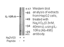 Product image for IL-10R&alpha; (Ab-496) Antibody
