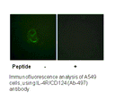 Product image for IL-4R/CD124 (Ab-497) Antibody