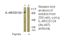 Product image for IL-4R/CD124 (Ab-497) Antibody