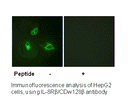 Product image for IL-8R&beta;/CDw128&beta; (Ab-347) Antibody