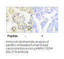 Product image for MARK1/2/3/4 (Ab-215) Antibody