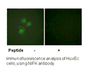 Product image for NIFK (Ab-234) Antibody