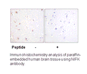 Product image for NIFK (Ab-234) Antibody