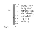 Product image for TAK1 (Ab-184) Antibody