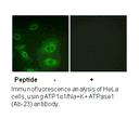 Product image for ATP1&alpha;1/Na+K+ ATPase1 (Ab-23) Antibody