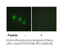 Product image for FOXO4 (Ab-451) Antibody