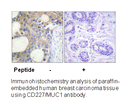Product image for CD227/MUC1 (Ab-1229) Antibody