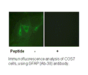 Product image for GFAP (Ab-38) Antibody