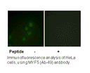 Product image for MYF5 (Ab-49) Antibody