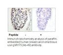 Product image for MYF5 (Ab-49) Antibody