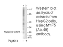 Product image for MYF5 (Ab-49) Antibody