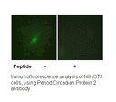 Product image for Period Circadian Protein 2 (Ab-662) Antibody