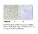 Product image for Period Circadian Protein 2 (Ab-662) Antibody