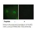 Product image for STAM2 (Ab-192) Antibody