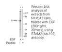 Product image for STAM2 (Ab-192) Antibody