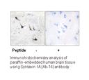 Product image for Syntaxin 1A (Ab-14) Antibody